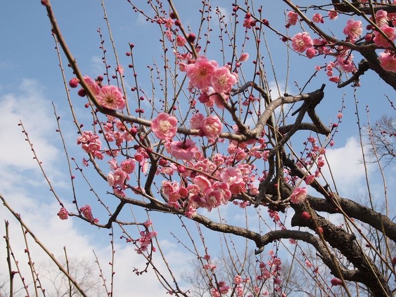 青空に映える梅の花