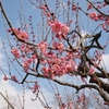 青空に映える梅の花