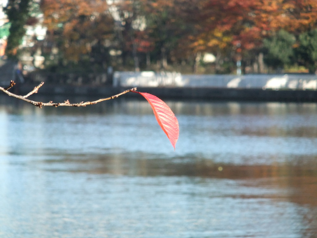 桜の紅葉　（１０倍ズーム）