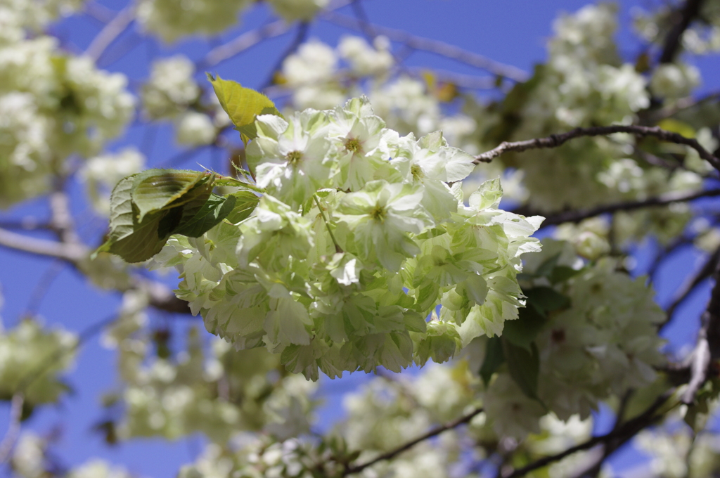 輝くみどりの桜