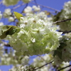 輝くみどりの桜