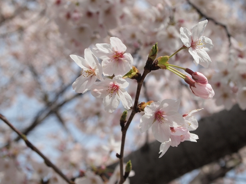 大川の桜