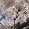 大川の桜