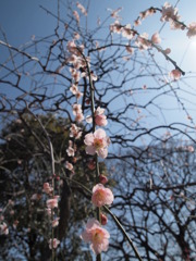 枝垂れ梅と青空