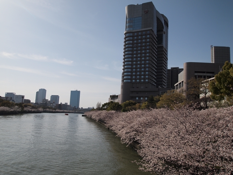 Urban Sakura