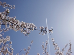 SAKURA×JET