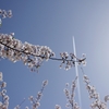 SAKURA×JET