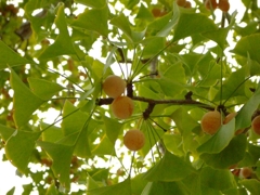 Smell Of Autumn