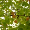 Smell Of Autumn