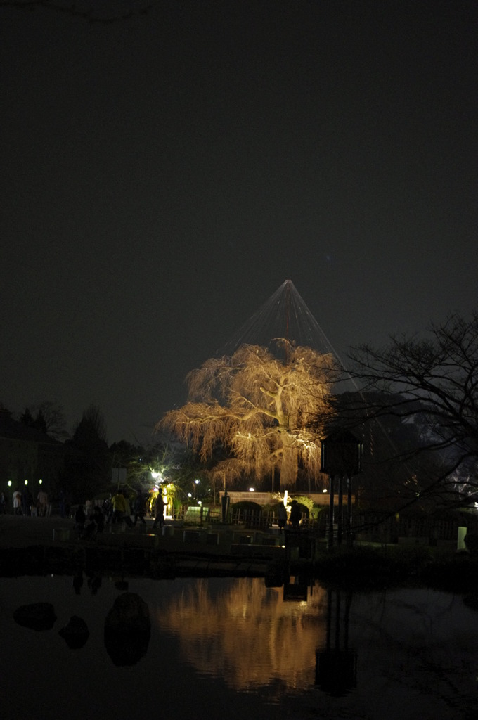 古木の持つ力