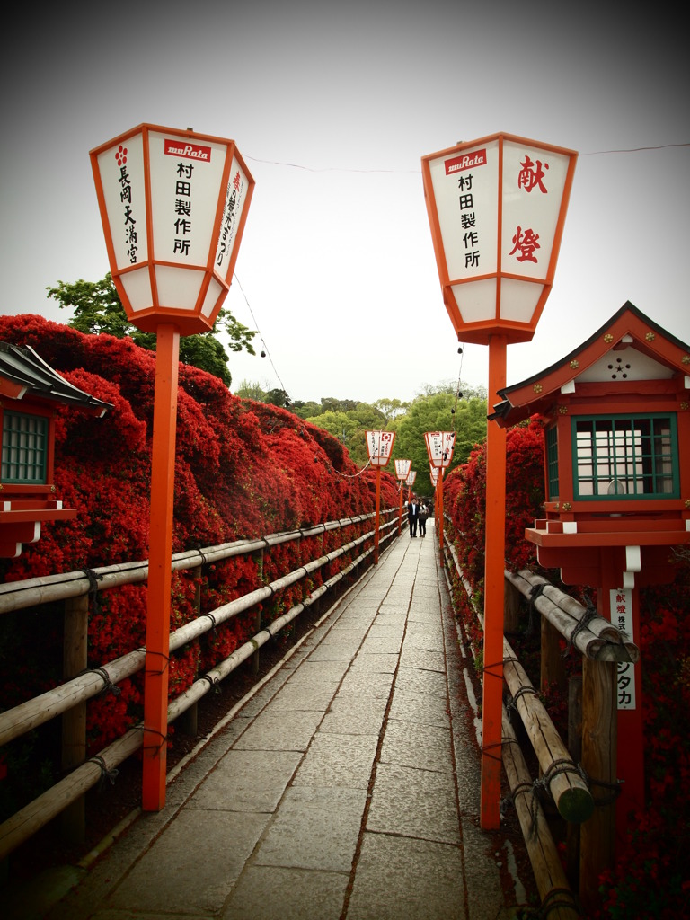 長岡天満宮の赤つつじの路