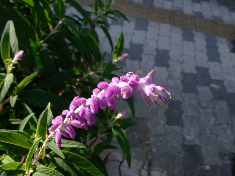 ふわふわした紫の花 By Soucraft そう Id 写真共有サイト Photohito