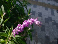 ふわふわした紫の花