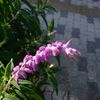ふわふわした紫の花