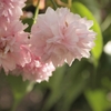 桜（菊桜）
