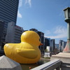 The Cute Hip Of Rubber Duck