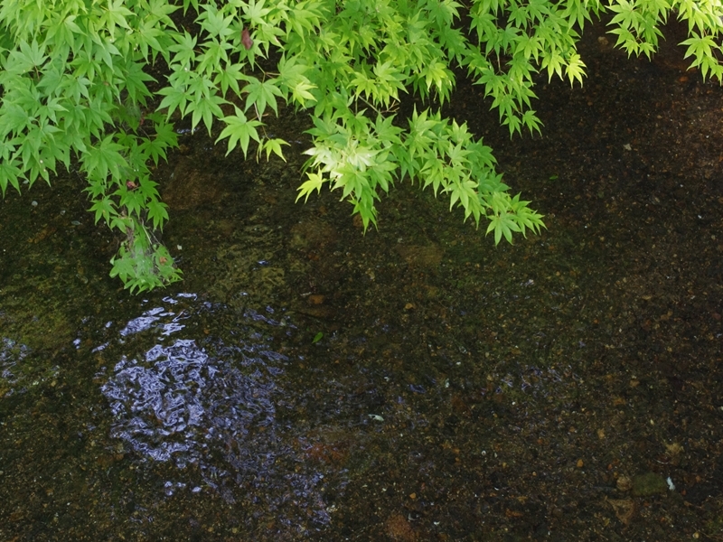 涼　～哲学の道　モミジと琵琶湖疎水～