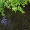 涼　～哲学の道　モミジと琵琶湖疎水～