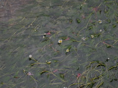 早咲きの梅花藻