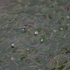 早咲きの梅花藻