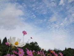 空に向かって咲き誇る白い秋桜