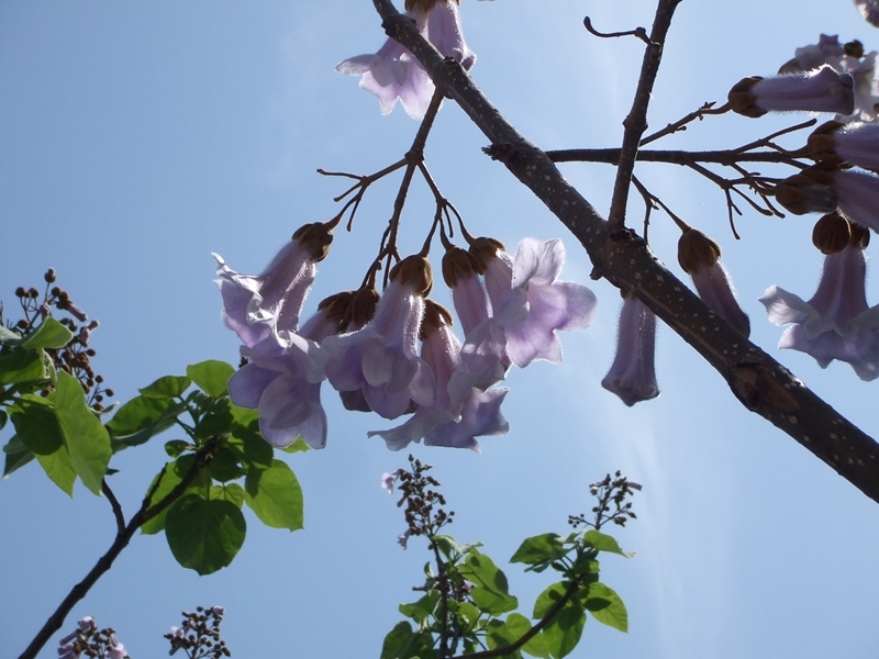 太陽の光を受けて咲く桐の花