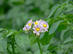 じゃがいもの花