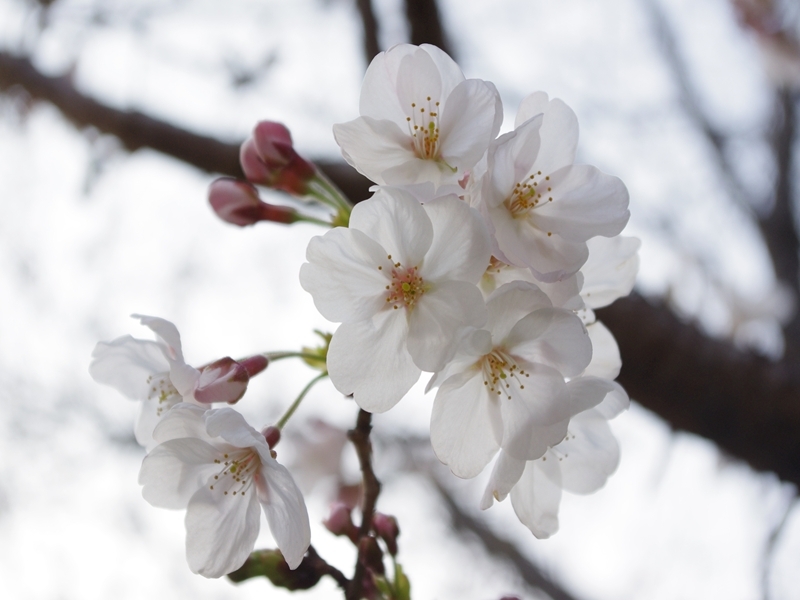 これから咲きつつある桜の花