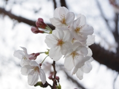 これから咲きつつある桜の花