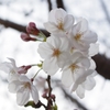 これから咲きつつある桜の花