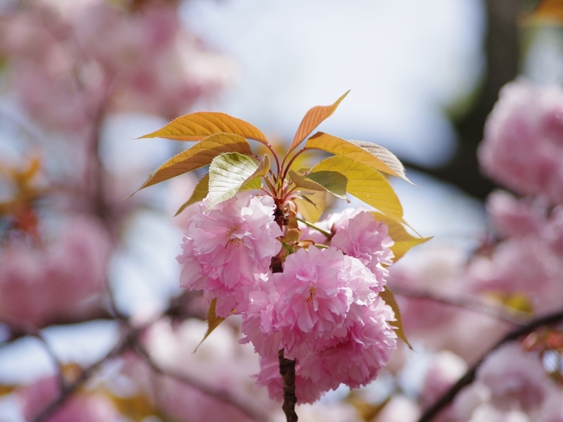 八重桜　花と葉