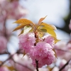 八重桜　花と葉
