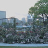 Nakanoshima rose garden on this evening