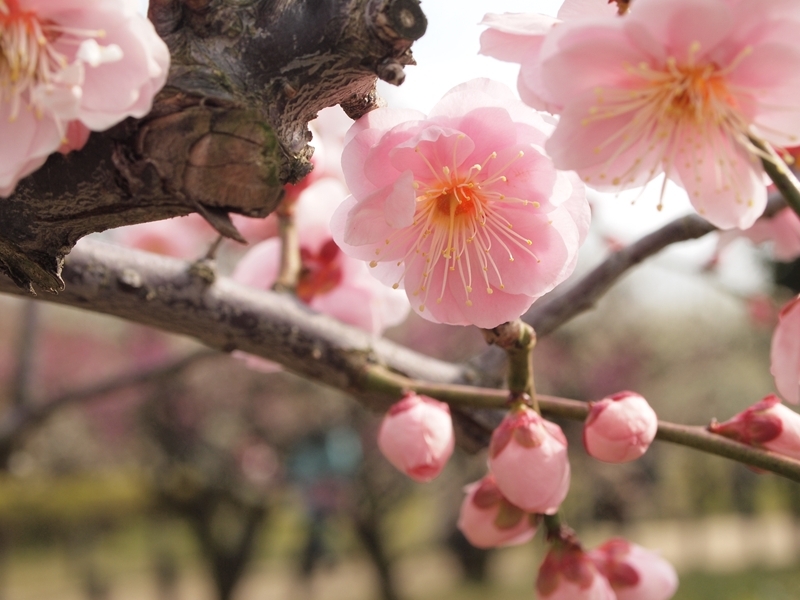 幾重にも花びらが重なる梅