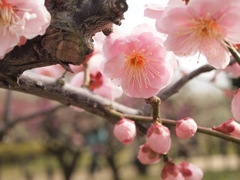 幾重にも花びらが重なる梅