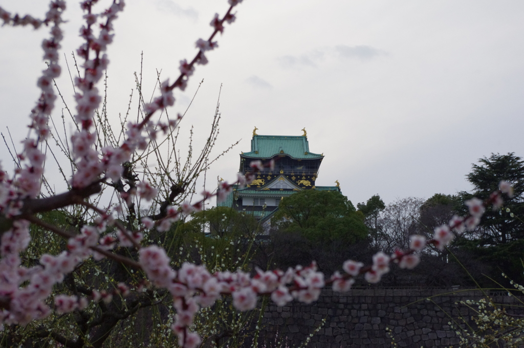 大阪城と梅の花