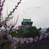大阪城と梅の花