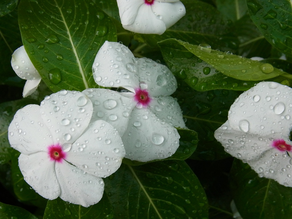 雨露に輝く白い花