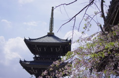 三重塔と枝垂桜