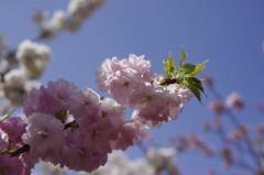 輝く造幣局の桜