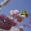 輝く造幣局の桜