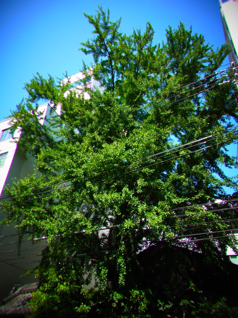 天満の大銀杏