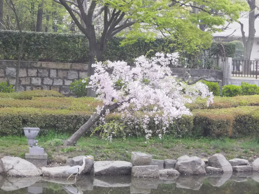 桜を愛でるアオサギ君