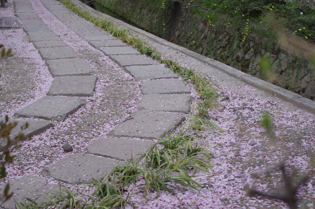 桜小路　～哲学の道～