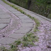 桜小路　～哲学の道～