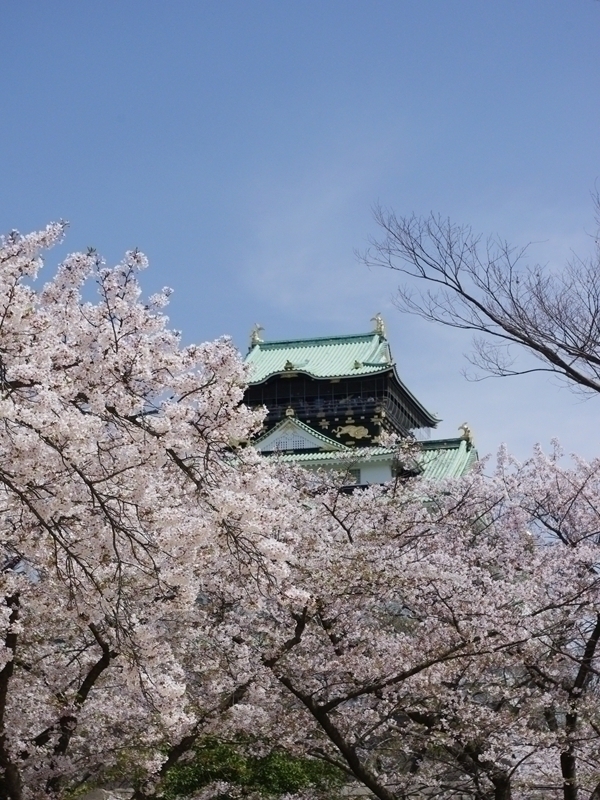 大阪城と桜