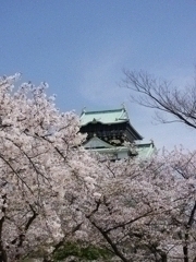 大阪城と桜