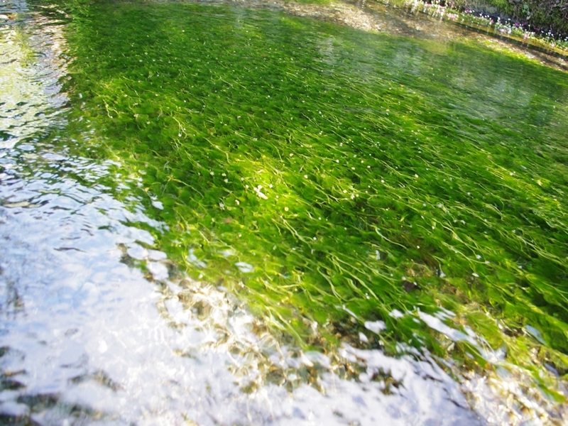 清流に輝く梅花藻