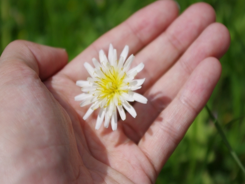 白い花のタンポポ