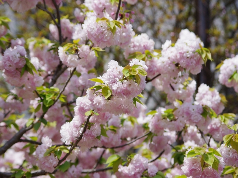 新緑の葉と桜色